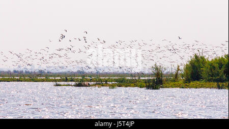 Uno stormo di uccelli salendo dalle rive del fiume Shire, Liwonde National Park, Malawi, Africa Foto Stock