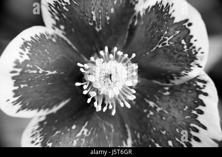 L'elleboro fiore in bianco e nero Foto Stock