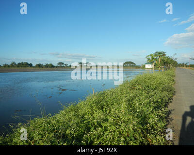 02912 risaie praterie alberi capre Cortez Road Concepcion San Simon Pampanga 02 Foto Stock