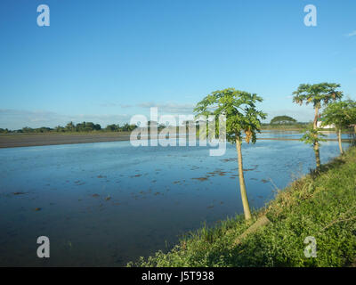 02912 risaie praterie alberi capre Cortez Road Concepcion San Simon Pampanga 10 Foto Stock