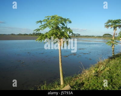 02912 risaie praterie alberi capre Cortez Road Concepcion San Simon Pampanga 12 Foto Stock