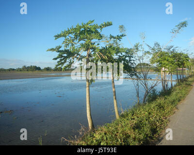 02912 risaie praterie alberi capre Cortez Road Concepcion San Simon Pampanga 16 Foto Stock