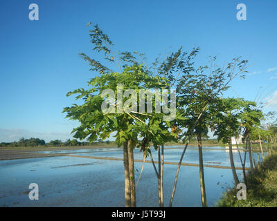 02912 risaie praterie alberi capre Cortez Road Concepcion San Simon Pampanga 19 Foto Stock