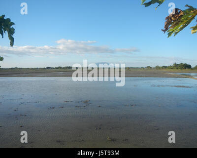 02912 risaie praterie alberi capre Cortez Road Concepcion San Simon Pampanga 21 Foto Stock