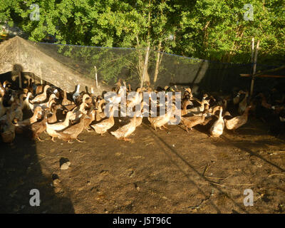 03006campi fPaddy alberi Cortez Road Concepcion San Simon Pampanga 04 Foto Stock