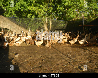 03006campi fPaddy alberi Cortez Road Concepcion San Simon Pampanga 05 Foto Stock