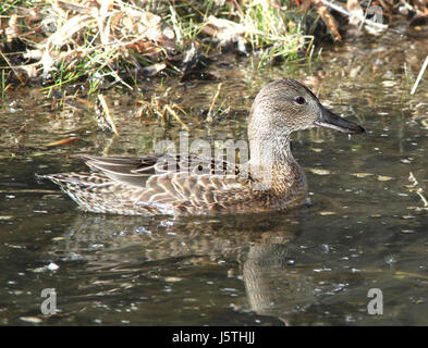 033 - cannella TEAL (1-27-11) patagonia lago, SCC, az (8711197655) Foto Stock