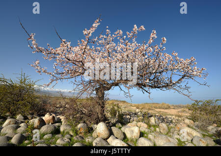 Un selvaggio albero di albicocche Foto Stock