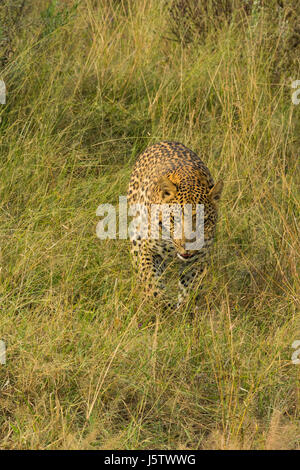 Maschio di leopard cub camminare vicino a Chitabe nel delta dell'Okavango in Botswana Foto Stock