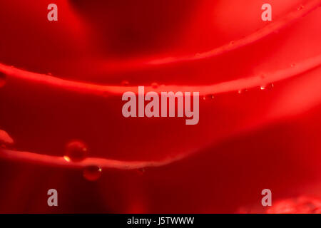 Gocce d'acqua su una rosa rossa foglie Foto Stock