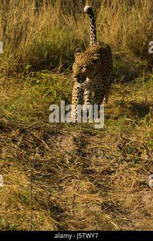 Leopard maschio a piedi nella prateria vicino Chitabe area del Delta dell'Okavango in Botswana Foto Stock