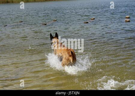 Pastore belga malinois cane Foto Stock