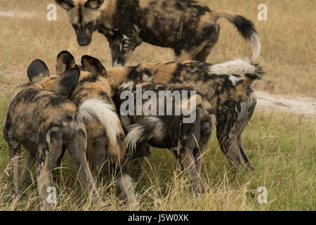 Capo Caccia cani noto anche come African cani selvatici la riproduzione e la caccia di Okavango Delta Botswana Foto Stock