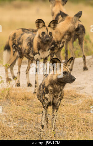 Capo Caccia cani noto anche come African cani selvatici la riproduzione e la caccia di Okavango Delta Botswana Foto Stock