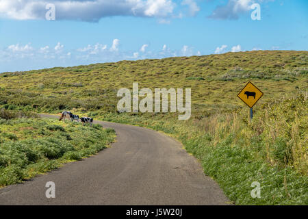 Le mucche in una strada a Rano Kau Vulcano - Isola di Pasqua, Cile Foto Stock