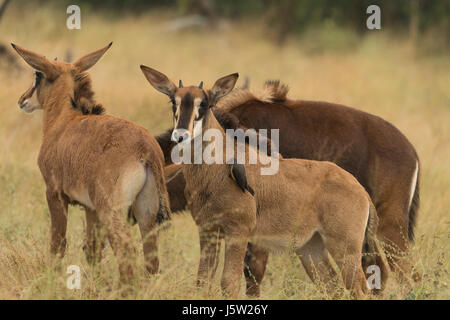 Sable Antelope in appoggio in erba lunga nell'area Vumbera nord del delta dell'Okavango in Botswana Foto Stock