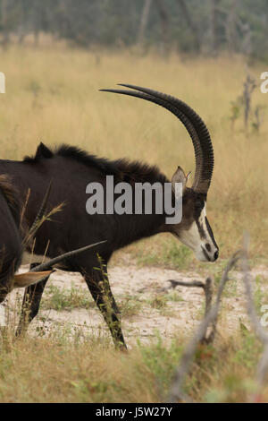 Sable Antelope in appoggio in erba lunga nell'area Vumbera nord del delta dell'Okavango in Botswana Foto Stock