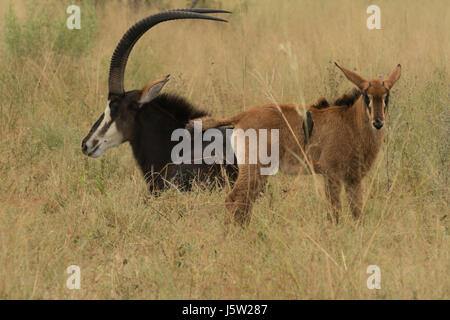 Sable Antelope in appoggio in erba lunga nell'area Vumbera nord del delta dell'Okavango in Botswana Foto Stock