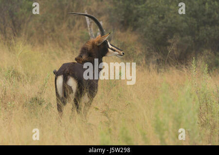 Sable Antelope in appoggio in erba lunga nell'area Vumbera nord del delta dell'Okavango in Botswana Foto Stock