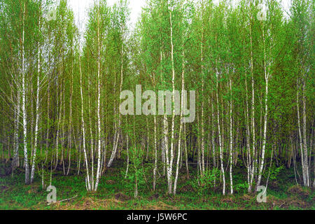 Molla in Siberia, un boschetto di giovani alberi di betulla con il fogliame fresco Foto Stock