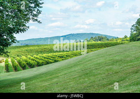 Autunno colline di vigneti durante il periodo estivo in Virginia con paesaggio verde Foto Stock