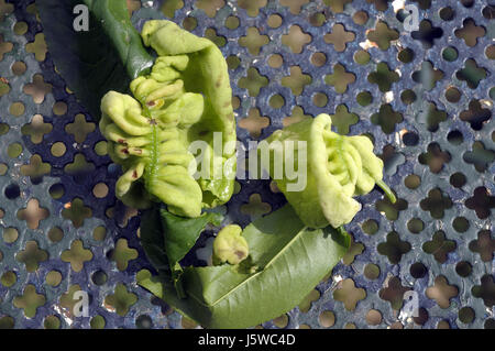 Malattia crittogamica da Taphrina reumatoide nella struttura ad albero di mandorle a metà maggio in un mandorlo in Montseny, Catalunya. Spagna. Foto Stock