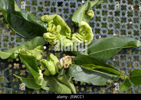 Malattia crittogamica da Taphrina reumatoide nella struttura ad albero di mandorle a metà maggio in un mandorlo in Montseny, Catalunya. Spagna. Foto Stock