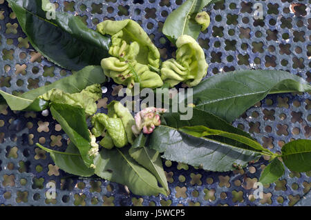 Malattia crittogamica da Taphrina reumatoide nella struttura ad albero di mandorle a metà maggio in un mandorlo in Montseny, Catalunya. Spagna. Foto Stock