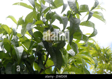 Malattia crittogamica da Taphrina reumatoide nella struttura ad albero di mandorle a metà maggio in un mandorlo in Montseny, Catalunya. Spagna. Foto Stock