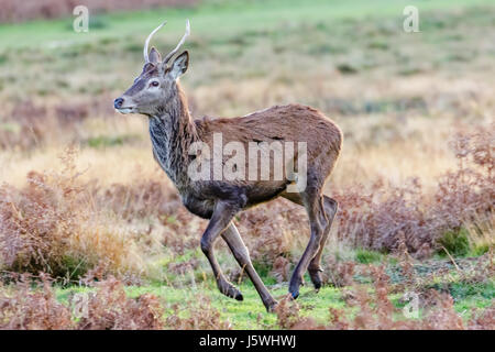Unico rosso giovane maschio di Cervo (Cervus elaphus) pricket o yearling in esecuzione in bracken brughiera o il parco Foto Stock