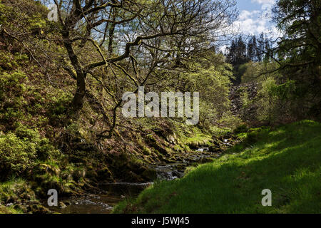 Goyt Valley in primavera, il Parco Nazionale di Peak District, Derbyshire Foto Stock