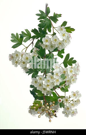 Biancospino Crataegus monogyna blossom Foto Stock