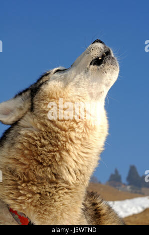 Pelle cane cani hoot fischio ululati howl lamento collo pet animale mammifero animali Foto Stock