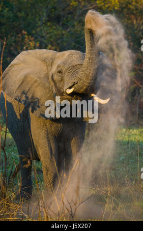 Wild Elephant lancia la polvere. Zambia. Parco nazionale di South Luangwa. Foto Stock