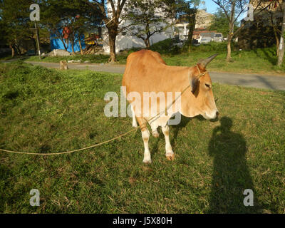 Questa immagine cattura le case del patrimonio Metrogate Meycauayan II, situate vicino alla chiesa di Fatima a Loma de Gato, Marilao, Bulacan. La fotografia mostra l'area residenziale e la sua vicinanza ai luoghi di interesse locali. Foto Stock
