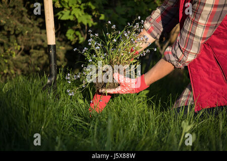 I giardinieri di mani piantare fiori nel giardino Foto Stock
