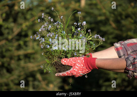I giardinieri di mani piantare fiori nel giardino Foto Stock