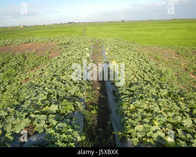 05097 campi Magumbali Chen Wen-Yu Melone Paralaya Candaba Pampanga San Miguel strade 08 Foto Stock