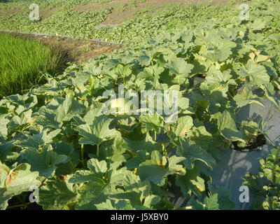 05097 campi Magumbali Chen Wen-Yu Melone Paralaya Candaba Pampanga San Miguel strade 09 Foto Stock