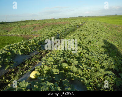 05097 campi Magumbali Chen Wen-Yu Melone Paralaya Candaba Pampanga San Miguel strade 16 Foto Stock