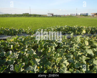 05097 campi Magumbali Chen Wen-Yu Melone Paralaya Candaba Pampanga San Miguel strade 23 Foto Stock