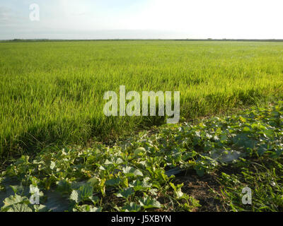 05097 campi Magumbali Chen Wen-Yu Melone Paralaya Candaba Pampanga San Miguel strade 27 Foto Stock