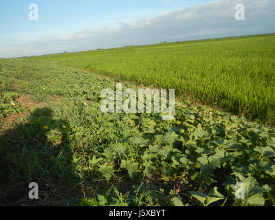 05097 campi Magumbali Chen Wen-Yu Melone Paralaya Candaba Pampanga San Miguel strade 30 Foto Stock