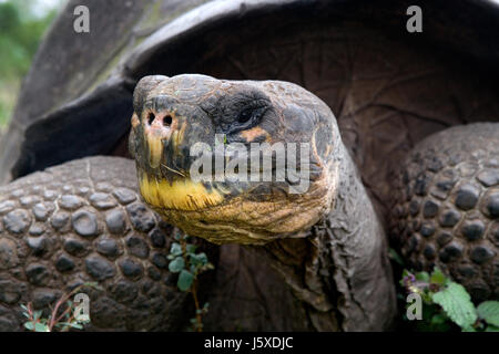 Ritratto di tartarughe giganti. Le isole Galapagos. Oceano Pacifico. Ecuador. Foto Stock