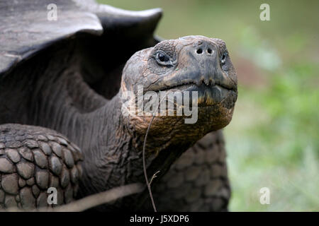 Ritratto di tartarughe giganti. Le isole Galapagos. Oceano Pacifico. Ecuador. Foto Stock