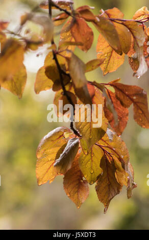 Il faggio, rame faggio Fagus sylvatica purpurea, Retroilluminato foglie venato con gocce di pioggia. Foto Stock
