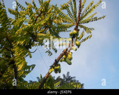 L'"Averrhoa bilimbi" è una specie di piante tropicali, nota anche come bilimbi o cetriolo, che si trova nel Saint Judge Village, San Agustin, San Fernando, Pampanga. È noto per la sua frutta acida, utilizzata nella cucina locale. Foto Stock