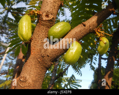 Averrhoa bilimbi, comunemente noto come bilimbi o cetriolo, è un albero da frutto tropicale che si trova nel villaggio di Saint Judge, San Agustin, San Fernando, Pampanga. Questo albero è apprezzato per il suo frutto acido, che viene spesso utilizzato nella cucina e nei rimedi tradizionali. Foto Stock
