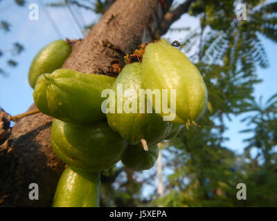 La fotografia "0231 Averrhoa bilimbi" mostra l'albero Averrhoa bilimbi, originario del sud-est asiatico, nel Saint Judge Village, San Agustin, San Fernando, Pampanga, Filippine. Presenta il caratteristico frutto aspro dell'albero. Foto Stock