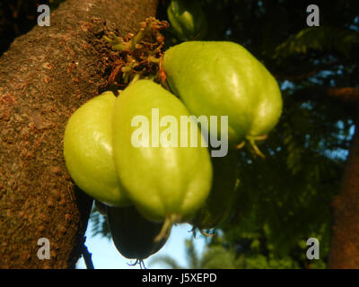 0231 Averrhoa bilimbi Saint giudice Borgo San Agustin San Fernando, Pampanga 08 Foto Stock